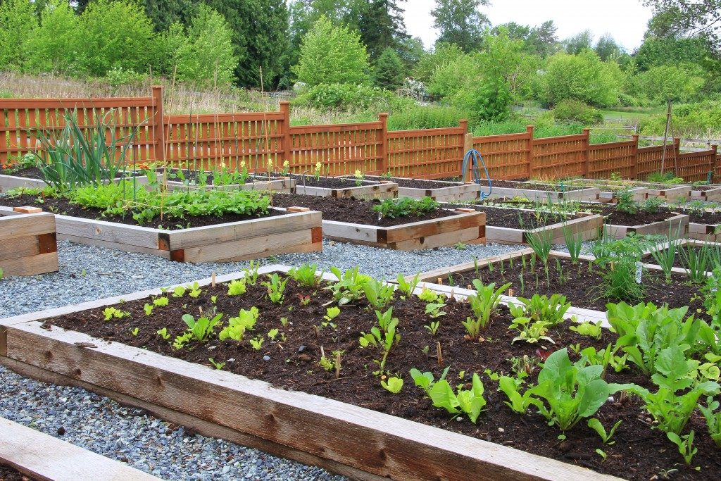 Community vegetable garden boxes