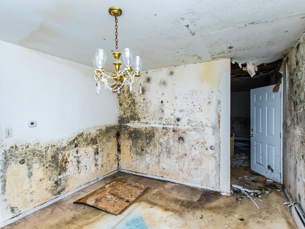 mold growing in an abandoned home