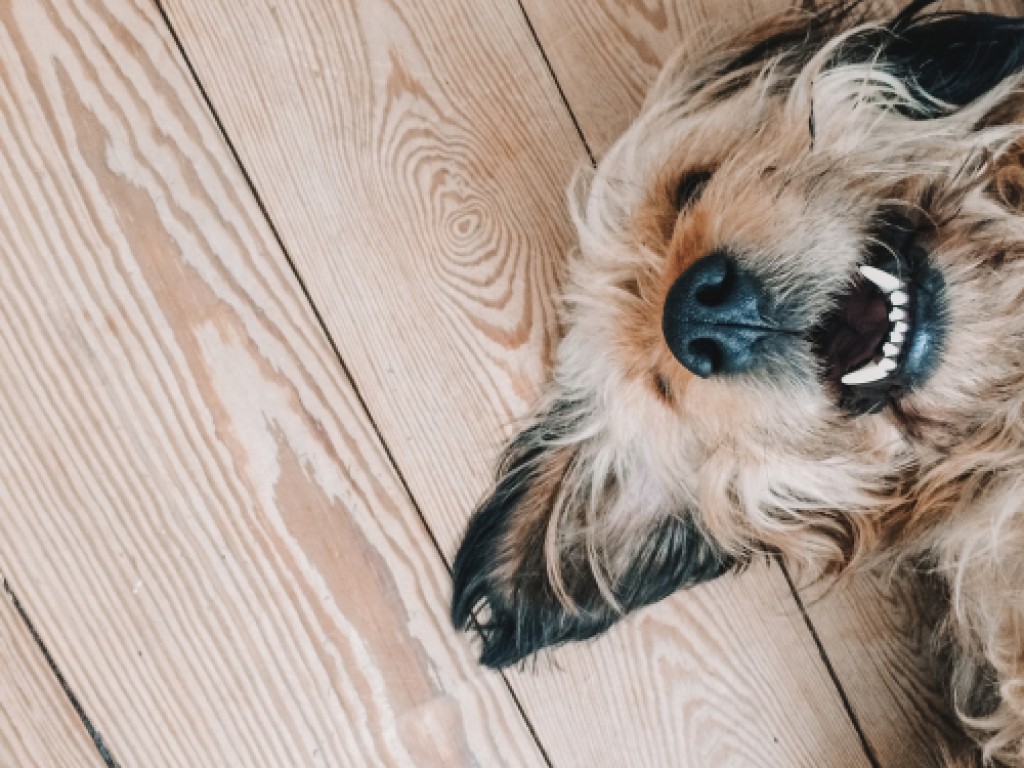 dog smiling while laying on a wooden floor