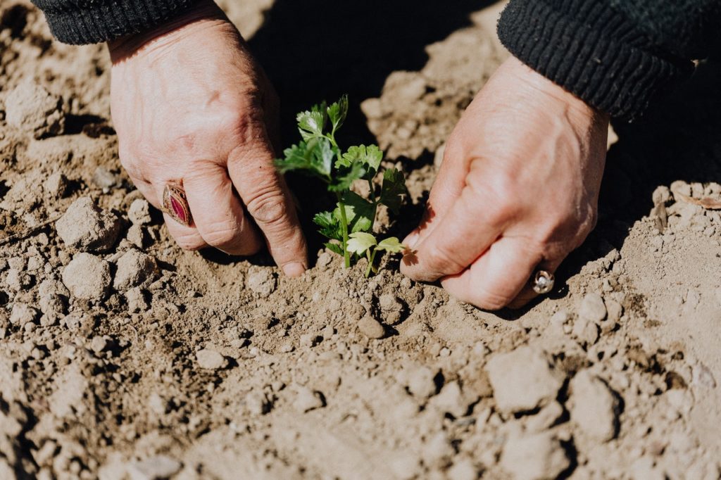 planting an herb